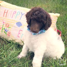 Poodle Puppies from The Parti Collection