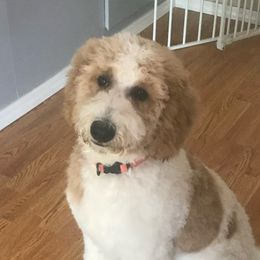 Poppy - Labradoodle