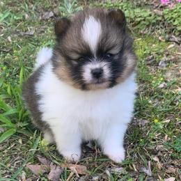 Girl 1 - Chocolate parti female Pomeranian puppy in Gadsden, Alabama from Rich Cat’s
