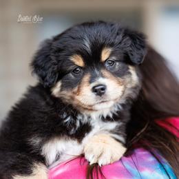 Simon - Black tri male Miniature American Shepherd puppy in Herriman, Utah from Painted Blue Aussies