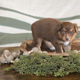 Miniature Australian Shepherd Puppies from ELVF Mini Aussies