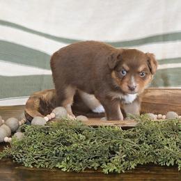 Miniature Australian Shepherd Puppies from ELVF Mini Aussies