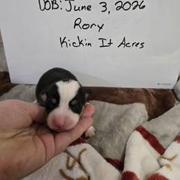 Rory - Black and tan female Pembroke Welsh Corgi puppy in Chariton, Iowa from Kickin It Acres BCs