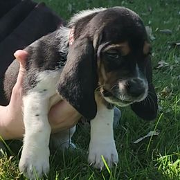 Brown - Black brown and white female Basset Hound puppy in Ontario, Oregon from Thunder Ridge Bassets