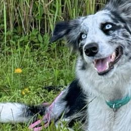 Belgian Malinois and Border Collies from DragonFyre Kennels