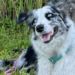 Belgian Malinois and Border Collies from DragonFyre Kennels