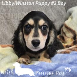 Puppy 2 - Black and cream male Dachshund puppy in Anamosa, Iowa from Melsh Precious Pets
