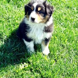Candy - Black tri-color female Australian Shepherd puppy in Ashland, Ohio from SS Australian Shepherds