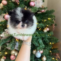 Pomeranian Puppies from Texas Tumbleweed Poms