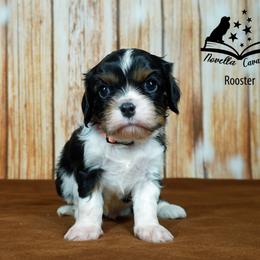 Cavalier King Charles Spaniel Puppies from Novella Cavaliers