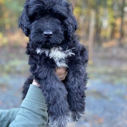 Miss Pumpkin Pie - Black and white Portuguese Water Dog puppy in Grants Pass, Oregon from Rogue River Portuguese Water Dogs