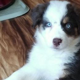 Australian Shepherds from Skye Blue Aussies