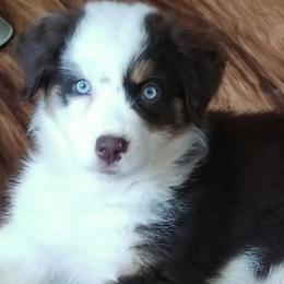 Australian Shepherds from Skye Blue Aussies