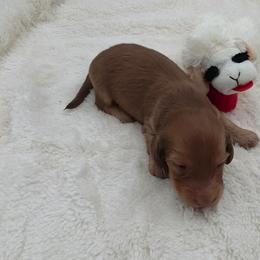 Yael - Chocolate male Dachshund puppy in Dade City, Florida from Kingpindoxies