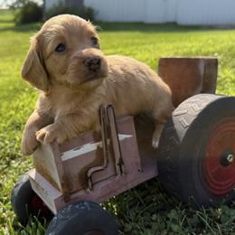 Doug - Cream male Dachshund puppy in Waseca, Minnesota from Dragonfly Doxies