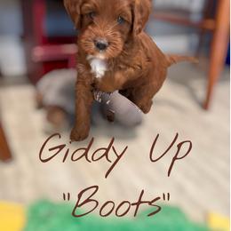 Bernedoodle and Goldendoodle Puppies from Paws 4 Doodles, LLC