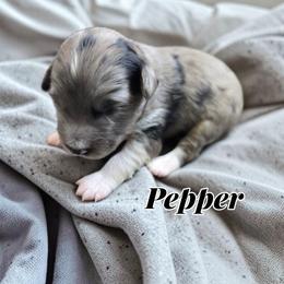 Pepper - Blue merle female Aussiedoodle puppy in Lebanon, Oregon from Abbott Family Farm