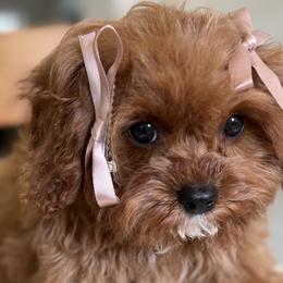 Cavapoos, Maltese, and Maltipoos from Historic triangle doodles