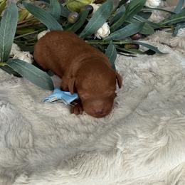 Blue Collar - Red male Cavapoo puppy in South Jordan, Utah from Simply Sweet Paws. LLC