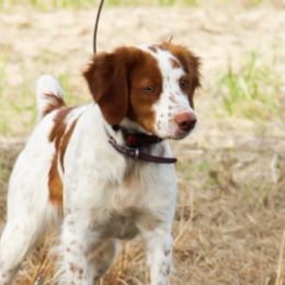 Brittanys from Bull Creek Kennels
