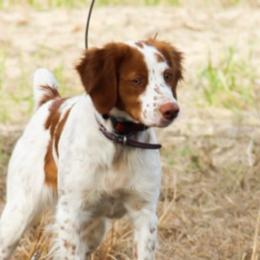 Brittanys from Bull Creek Kennels