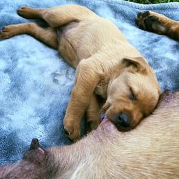 Labrador Retriever Puppies from Red Tide Retrievers