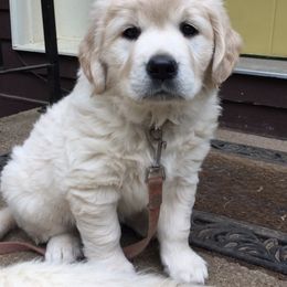 Golden Retriever Puppies from Valley View Goldens