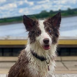 Border Collie All Grown Up from Buck Branch Border Collies