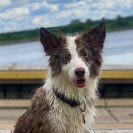 Border Collie All Grown Up from Buck Branch Border Collies