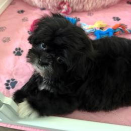 Hot Pink - Penelope - Black and white female Shorkie puppy in Mays Landing, New Jersey from Fancy Paws Shorkies & Shih Tzus