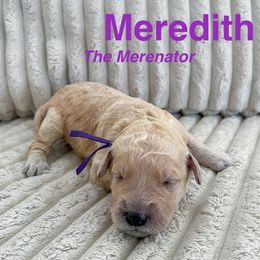 Goldendoodle Puppies from Double the Doodles