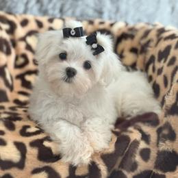 Rosy - White female Maltese puppy in Vinton, Louisiana from Dreams & Love Maltese