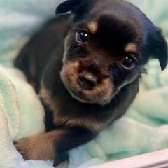 Prague Ratter Puppies from North Star Gem’s Prague Ratters