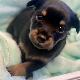 Prague Ratter Puppies from North Star Gem’s Prague Ratters