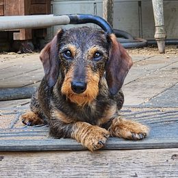 Truly - Dachshund