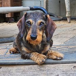 Truly - Dachshund