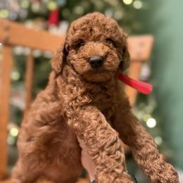 Labradoodle Puppies from California Double Doodles