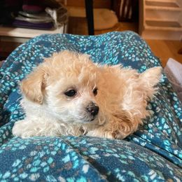 Aussiedoodle, Poodle, and Toy Australian Shepherd Puppies from Heartland Ranch
