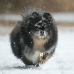 Daria - Pomeranian