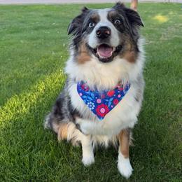 Vera - Australian Shepherd