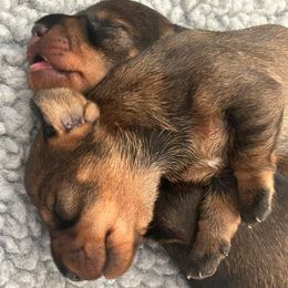 Dachshund puppies from Millenia Mini Wire Hair Dachshunds