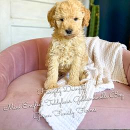 Humpty Dumpty - Apricot male Goldendoodle puppy in Grove, Oklahoma from Guinn Family Farms