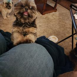 Blu - Shih Tzu