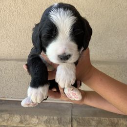 Bernedoodle Puppies from Lovable Bernedoodles