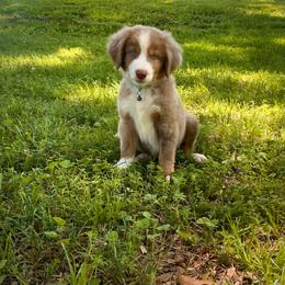 Loki (With Natural Tail) - Red merle male Miniature Australian Shepherd puppy in Liberty, South Carolina from Alexander Canines