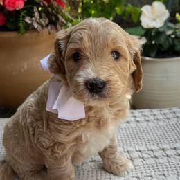 Lily - Cream female Goldendoodle puppy in The Woodlands, Texas from Gracie's Goldendoodles and Bernedoodles