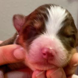 Boy 3 - Australian Shepherd puppy from Saltair Australian Shepherds