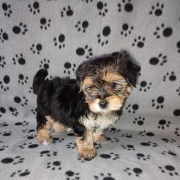 Max - Black and tan male Morkie puppy in Lapeer, Michigan from Puppy Kisses