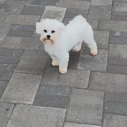 Franklin - White male Maltese puppy in Redmond, Oregon from Jazzie Shih Tzu