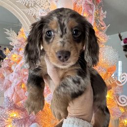 Tigger Lilly - Dapple female Dachshund puppy in Bentonville, Arkansas from T & D Dachshunds by design
